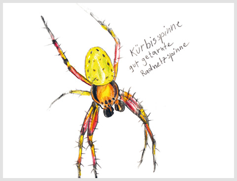 Umweltzentrum, Flyer "Spinnen", Illustrationen, c-co, Uta Tietze